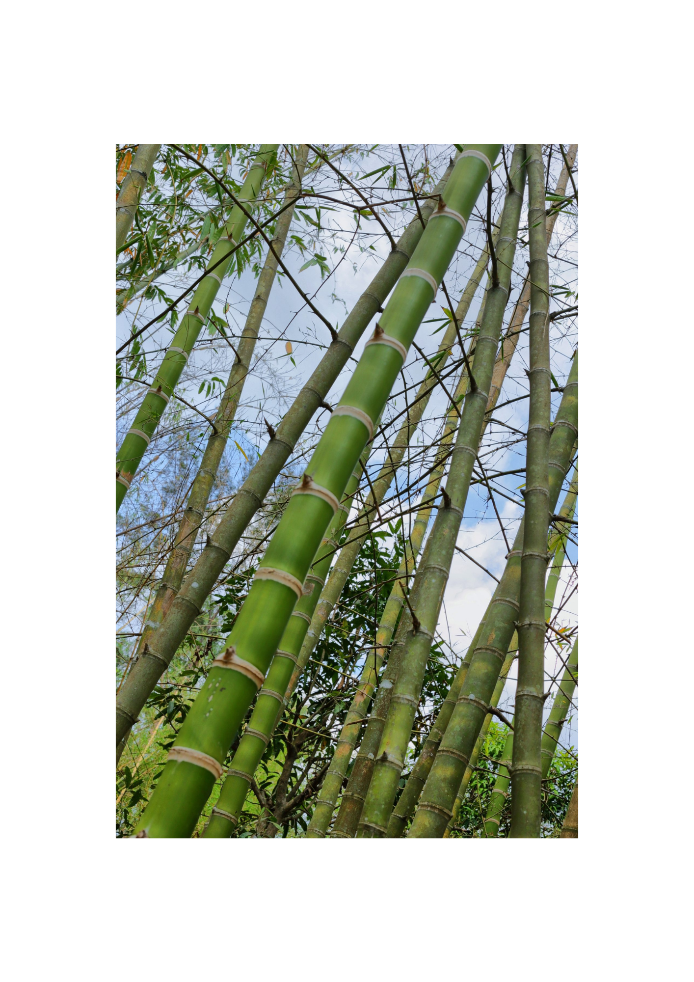 Bamboo